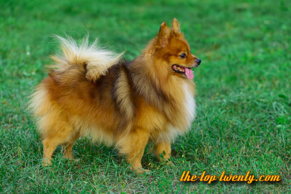 German Spitz popular dog